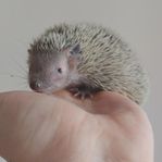 Dvärg Tenrec