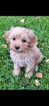 Maltipoo