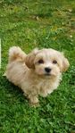 Maltipoo