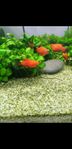 5 st platy fisk