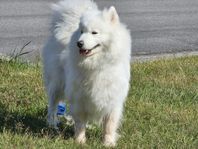 samojed hund söker nytt hem 