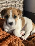 Jack Russell valpar SKK registrerad