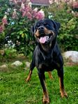 Rottweiler hane 2.5 år