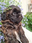 shihpoo ( dvärgpudel/shihtzu) 8v