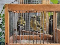 Magellan siskin