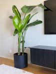 Strelitzia nicolai 2m