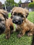 Irish softcoated wheaten terrier valpar 