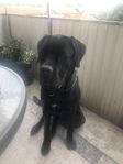 Cane Corso tik på 1år