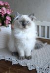 Brittisk långhår/Ragdoll mix