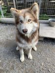 Alaskan Malamute valp