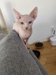 Sphynx kattunge omplaceras