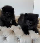 pomeranian valpar 