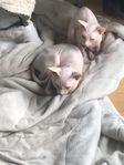 Omplacering Sphynx 