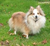 shetland sheepdog tik 5 år 