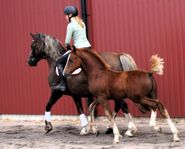 Welsh Cob föl