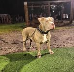 Två American Bully XL hundar söker extra/jour familj