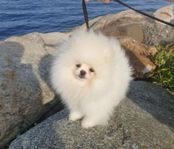 En renrasiga tik pomeranian , söker sitt för alltid hem