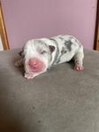 American Bully pocket 