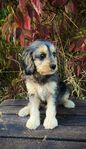 Cavapoo F1