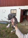 Cane Corso amstaff Bully valpar