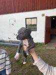 Cane Corso amstaff Bully valpar