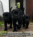 Cane Corso valpar! 