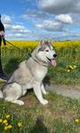 Siberian Husky söker nytt kärleksfullt hem