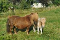 Mini shetland