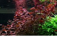 Akvarieväxt Ludwigia Super Red palaustris