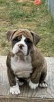 Tikvalp Olde English Bulldog