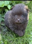 Pomeranian tik valp 