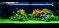 Seiryu stone aquascaping sten 38.5kg