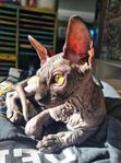 Sphynx kattunge