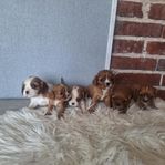 Drömsöta Cavalier king Charles Spaniel valpar 