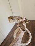 Boa Constrictor red tail