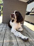 springer spaniel tik