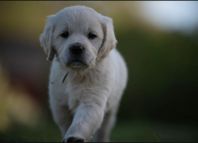 Golden retriever valpar 