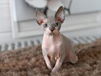 Elfhonor med stamtavlor (sphynx)