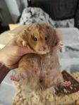 Guldhamster från uppfödare