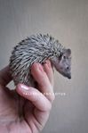 Lesser tenrec/dvärg tenrek