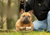 American bully (exotic bully)