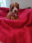 Cavapoo valpar 