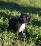 Staffordshire Bullterrier valpar SKK