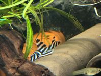 Zebra pleco L046