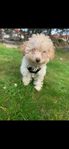 Blandras malteser bichon frise pudel mix