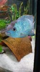 Electric blue acara