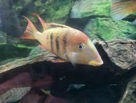 2st Geophagus Pellegrini Gul tuppkamciklid