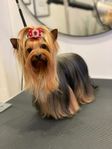 Yorkshire terrier tik omplaceras