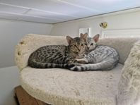 ocicat kattungar leveransklara