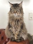 Maine coon omplacering